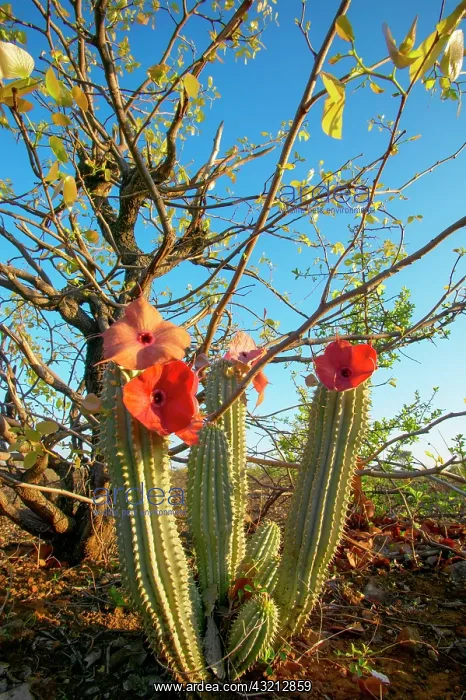 : Gordons Hoodia (Hoodia gordonii) growing under : Gordons Hoodia (Hoodia gordonii) growing under