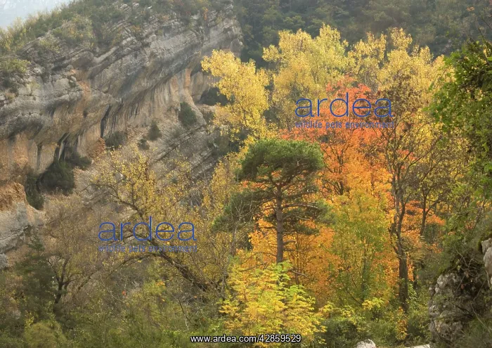 : Gorge du Verdon, Provence-Alpes: autumn colour : Gorge du Verdon, Provence-Alpes: autumn colour