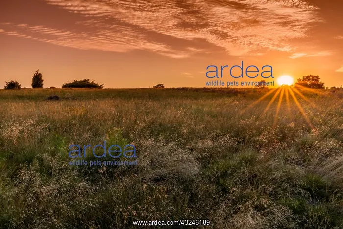 : A gorgeous sunset on the Lunenburger Heath in Lower Saxony : A gorgeous sunset on the Lunenburger Heath in Lower Saxony