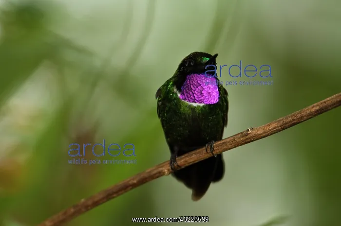  : Gorgeted Sunangel (Heliangelus strophianus)