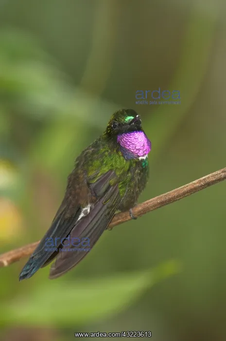 : Gorgeted Sunangel (Heliangelus strophianus) : Gorgeted Sunangel (Heliangelus strophianus)
