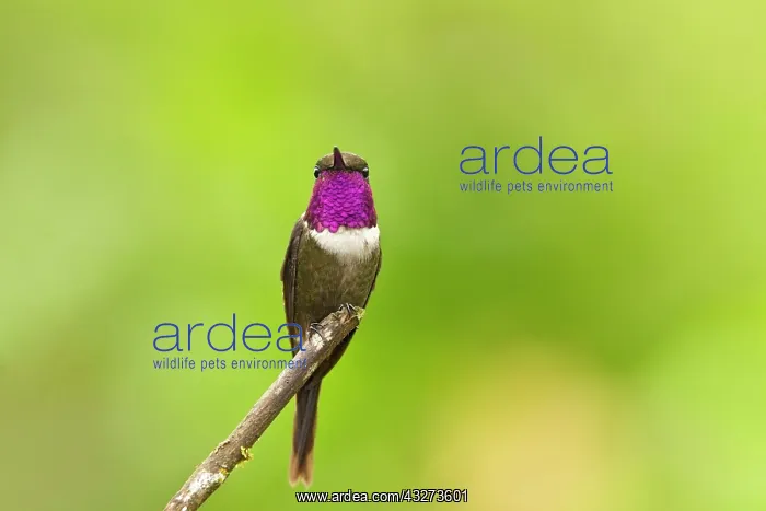 : Gorgeted Sunangel (Heliangelus strophianus) adult : Gorgeted Sunangel (Heliangelus strophianus) adult