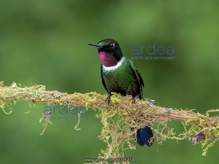 : Gorgeted Sunangel (Heliangelus strophianus), mal : Gorgeted Sunangel (Heliangelus strophianus), mal