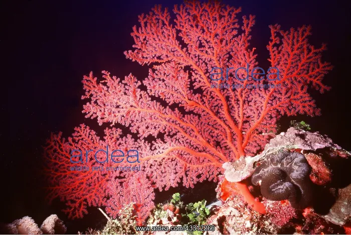 : GORGONIA CORAL : GORGONIA CORAL