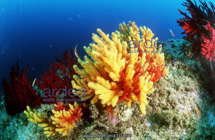 : GORGONIAN CORAL : GORGONIAN CORAL