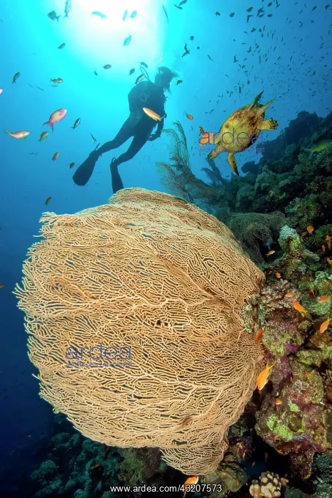 : Gorgonian fan coral (Subergorgia hicksoni-mollis : Gorgonian fan coral (Subergorgia hicksoni-mollis