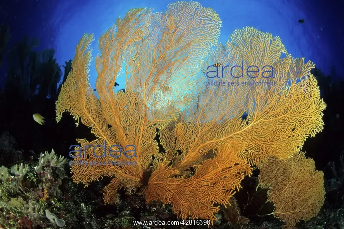 : Gorgonian fan, Subergorgia mollis, Walindi, West New Britain : Gorgonian fan, Subergorgia mollis, Walindi, West New Britain