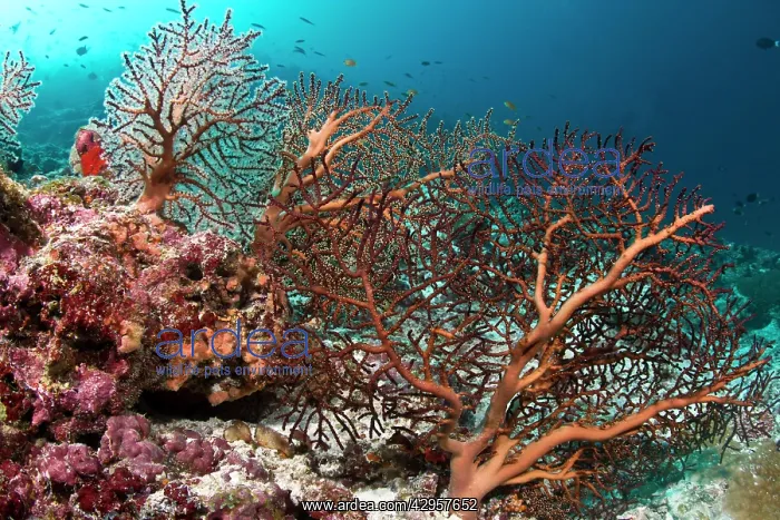 : Gorgonian Sea Fan : Gorgonian Sea Fan