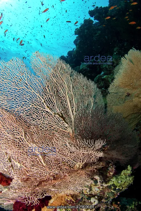 : Gorgonian Sea Fan : Gorgonian Sea Fan