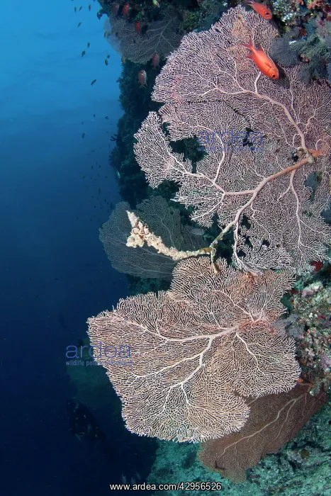  : Gorgonian Sea Fan at Brocken Thila