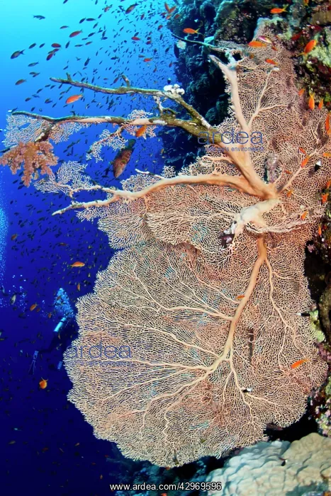 : Gorgonian Sea Fan - damaged : Gorgonian Sea Fan - damaged