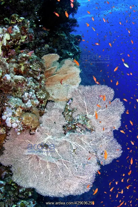 : Gorgonian Sea Fan - Scalefin Anthias (Pseudanthias : Gorgonian Sea Fan - Scalefin Anthias (Pseudanthias