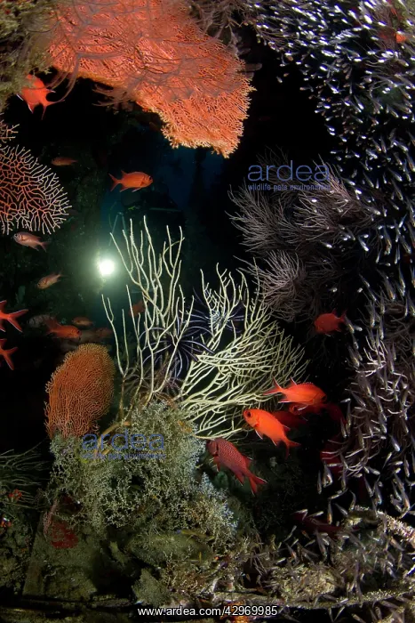 : Gorgonian Sea Fan and Soldier Fish (Myripristis : Gorgonian Sea Fan and Soldier Fish (Myripristis