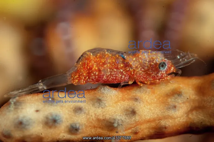  : Gorgonian Shrimp