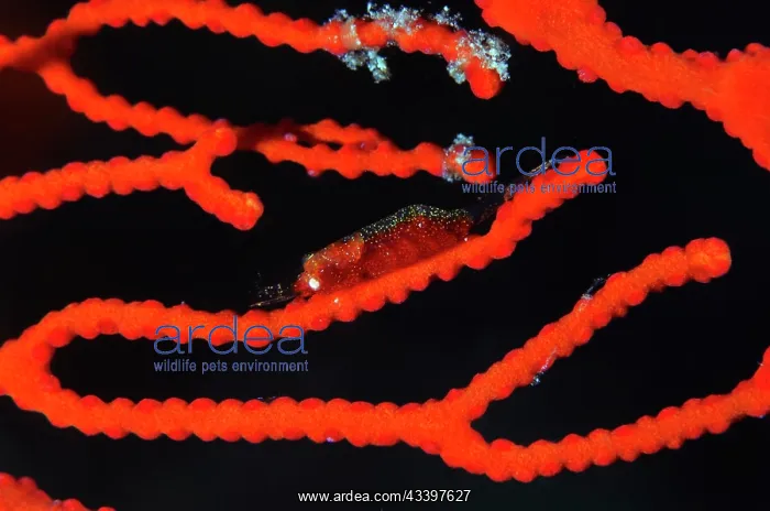 : Gorgonian Shrimp : Gorgonian Shrimp
