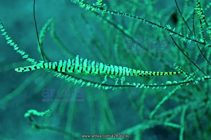 : Gorgonian Shrimp - carring hundreds of eggs along : Gorgonian Shrimp - carring hundreds of eggs along