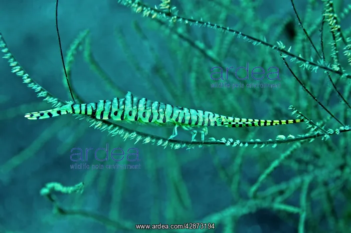  : Gorgonian Shrimp - carrying hundreds of eggs on