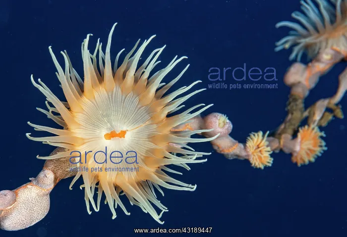  : Gorgonian Wrapper Anemone (Nemanthus annamensis)