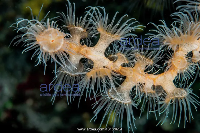 : Gorgonian Wrapper Anemone (Nemanthus annamensis) : Gorgonian Wrapper Anemone (Nemanthus annamensis)