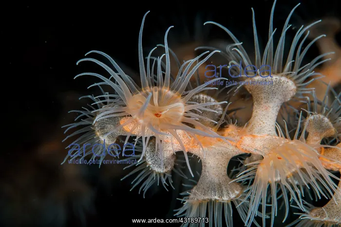 : Gorgonian Wrapper Anemone (Nemanthus annamensis) : Gorgonian Wrapper Anemone (Nemanthus annamensis)