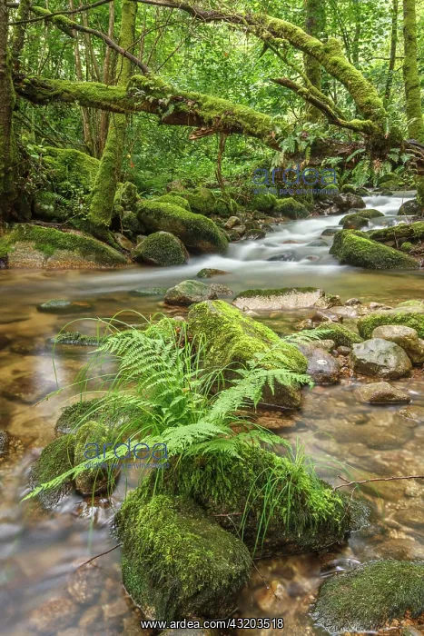 : Gorgua river through Atlantic forest - Galicia, Spain : Gorgua river through Atlantic forest - Galicia, Spain