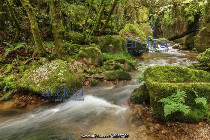  : Gorgua river Ourense, Galicia, Spain