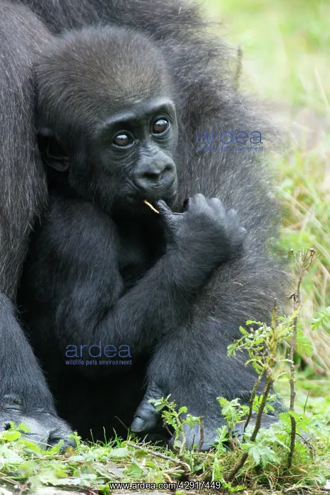 : Gorilla - baby animal sucking thumb, distribution