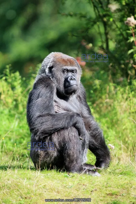 : Gorilla - female sitting : Gorilla - female sitting