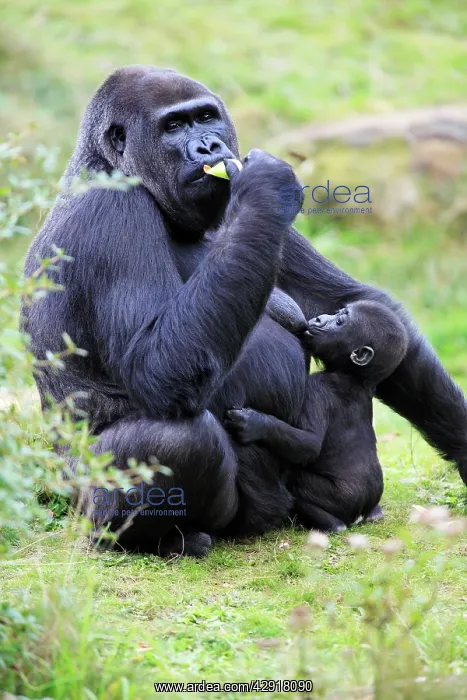 : Gorilla -female suckling baby animal : Gorilla -female suckling baby animal