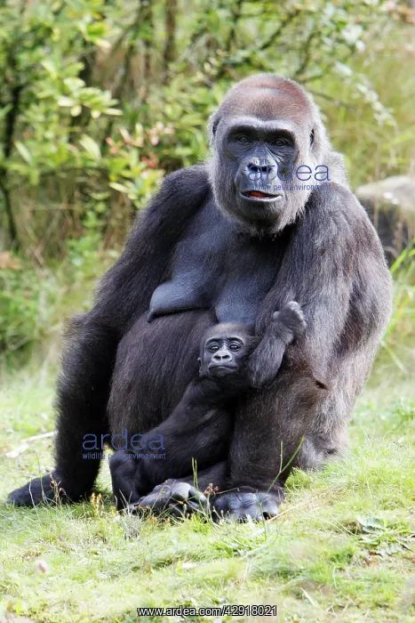  : Gorilla - female tending baby animal, distribution