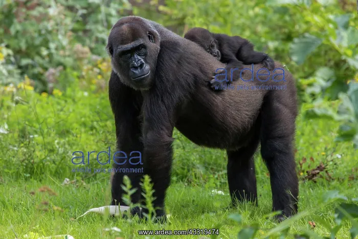 : Gorilla (Gorilla gorilla), female and young : Gorilla (Gorilla gorilla), female and young