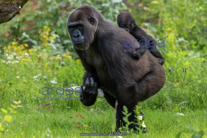 : Gorilla (Gorilla gorilla), female and young : Gorilla (Gorilla gorilla), female and young