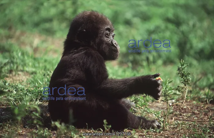 : GORILLA - juvenile sits with food : GORILLA - juvenile sits with food
