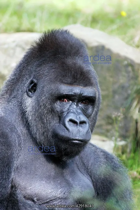 : Gorilla - male, portrait : Gorilla - male, portrait