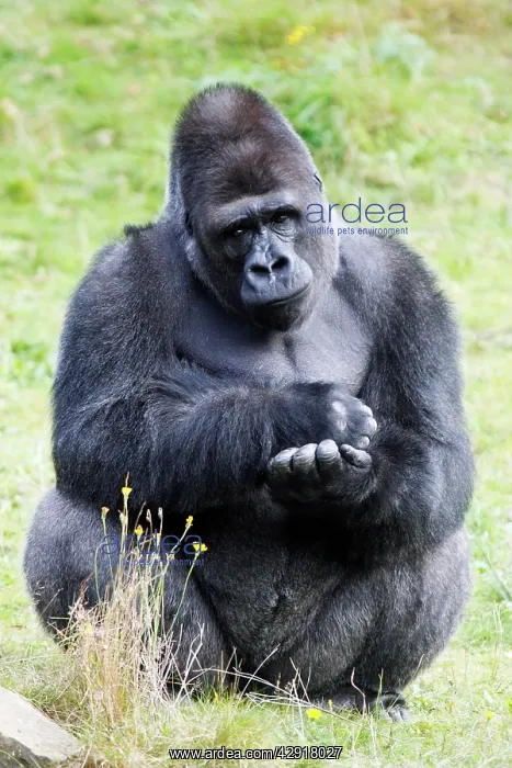 : Gorilla - male sitting and resting, distribution : Gorilla - male sitting and resting, distribution