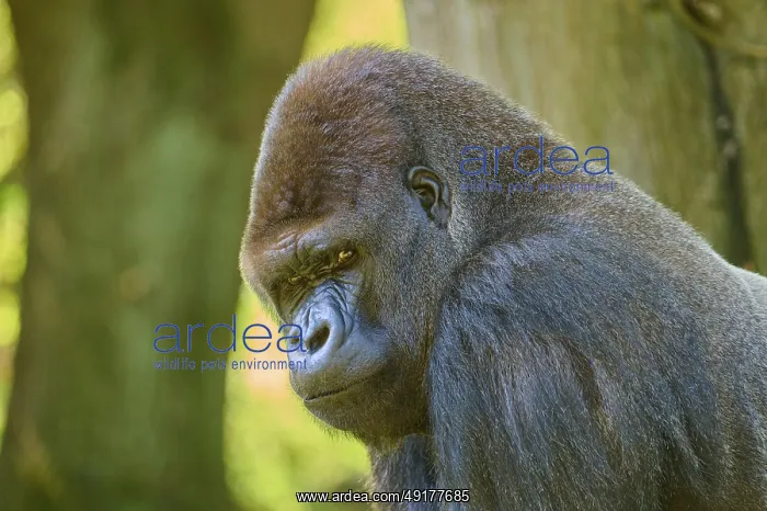: A gorilla with a menacing expression near a tree : A gorilla with a menacing expression near a tree