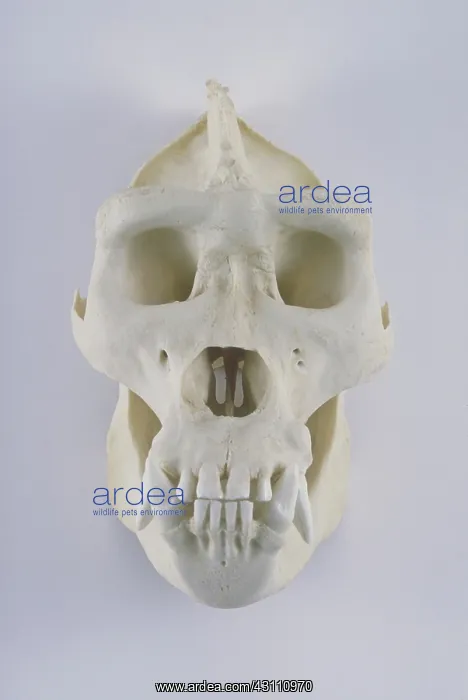  : Gorilla Skull