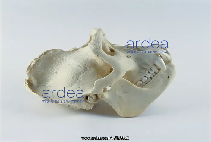 : Gorilla skull : Gorilla skull