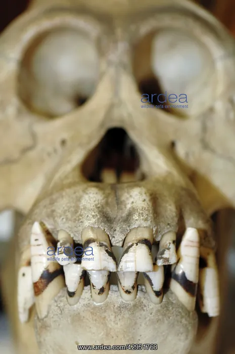 : Gorilla - skull and incisor teeth : Gorilla - skull and incisor teeth