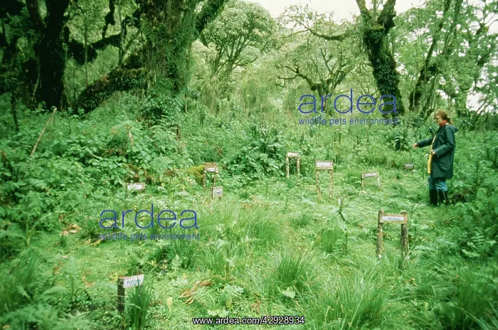 : The Gorilla Story - Cemetry of Gorillas where Dian : The Gorilla Story - Cemetry of Gorillas where Dian