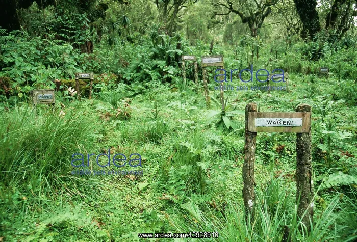 : The Gorilla Story - Mountain Gorilla Cemetry where : The Gorilla Story - Mountain Gorilla Cemetry where