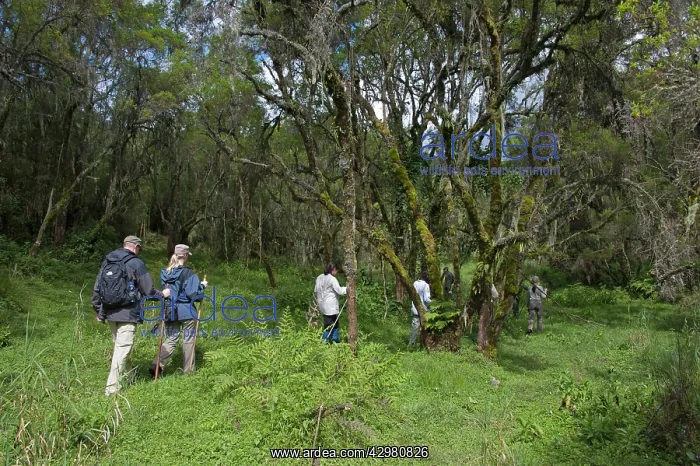 : Gorilla Tourism - trek with tourists and armed guard : Gorilla Tourism - trek with tourists and armed guard