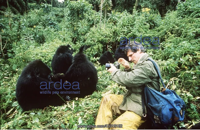 : Gorillas - being photographed : Gorillas - being photographed