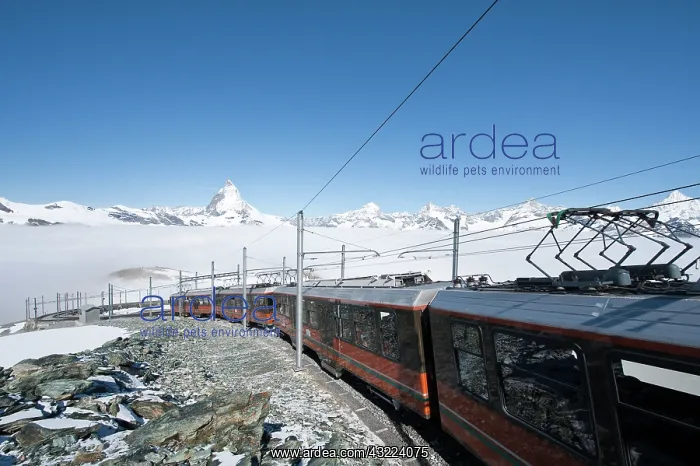 : Gornergrat Peak, Switzerland. Matterhorn : Gornergrat Peak, Switzerland. Matterhorn