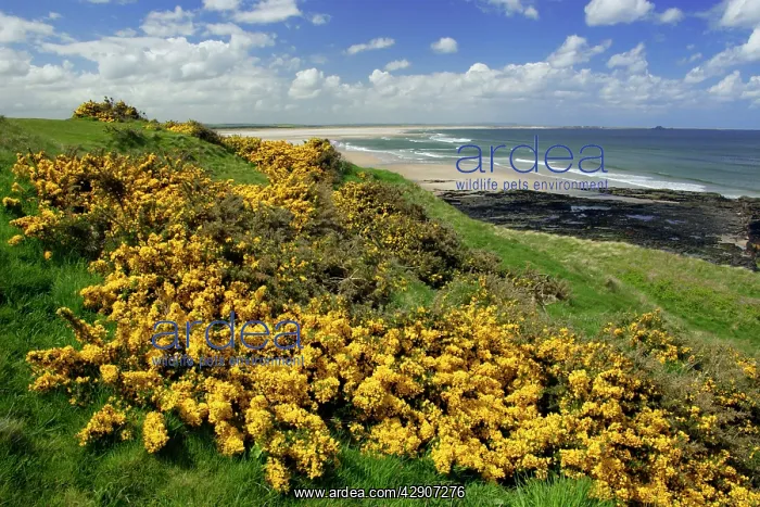 : Gorse Blosssom - bushes growing along coastline : Gorse Blosssom - bushes growing along coastline