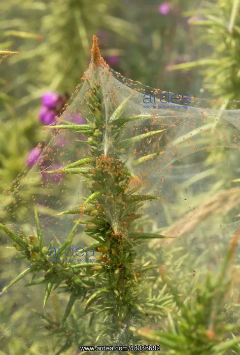 : Gorse Bush covered with Gorse Spider Mite Dartmoor, UK : Gorse Bush covered with Gorse Spider Mite Dartmoor, UK