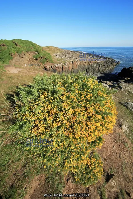 : Gorse Bush - flowering on North Sea coastline : Gorse Bush - flowering on North Sea coastline