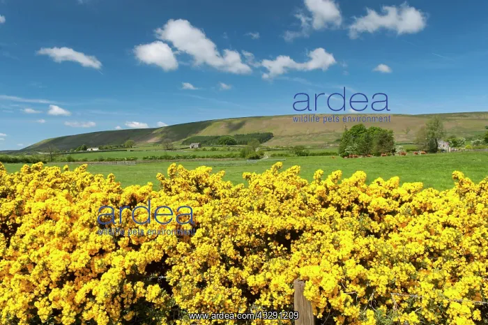 : Gorse hedge and farmland in the Forest of Bowland : Gorse hedge and farmland in the Forest of Bowland