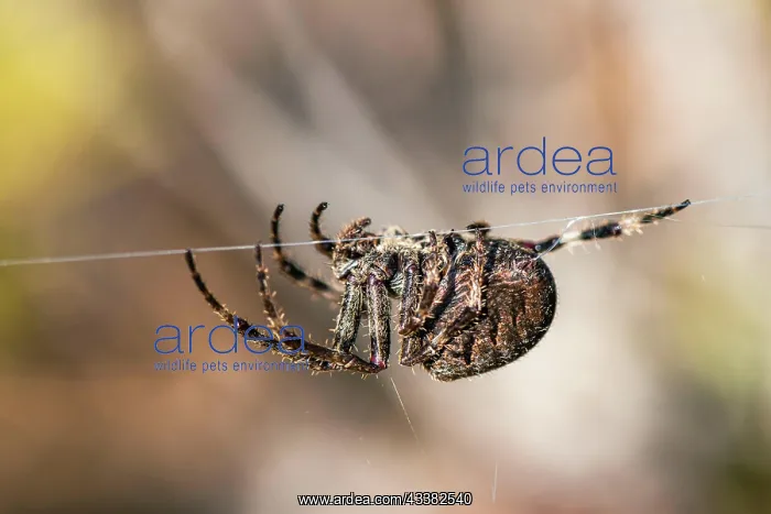  : Gorse Orb-weaver, Agalenatea redii, Majorca, Spain, Europe