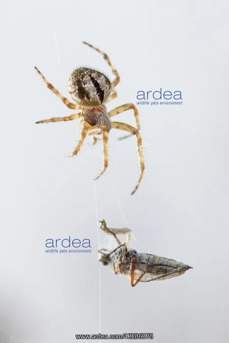 : Gorse Orbweaver - in web with prey : Gorse Orbweaver - in web with prey